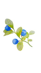 Bilberry branch with ripe berries on transparent background. Botanical hand painted illustration of bilberry. 