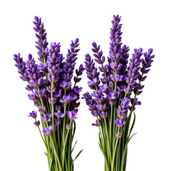Obraz premium Beautiful Lavender Flowers in Full Bloom Captured in a Lush Garden Setting