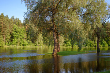 Fototapete bei efototapeten.de bestellen   
