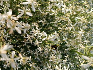 wild flowers in the garden