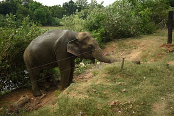 An Elephant in Somawathiya National Park, Polonnaruwa, Sri Lanka.