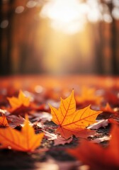 Autumn Leaves on Path - Close-up of vibrant orange maple leaves scattered on a path, bathed in warm sunlight. Autumnal scene