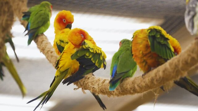 Yellow Orange Aratinga Parrots perched on a rope, preening and interacting