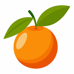Kumquat Vector with White Background