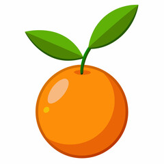 Kumquat Vector with White Background