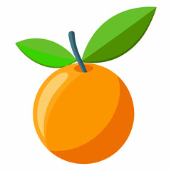 Kumquat Vector with White Background