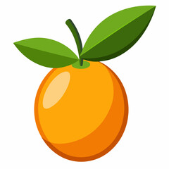Kumquat Vector with White Background