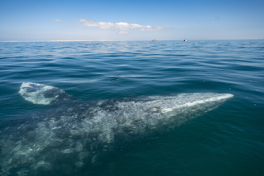 Gray whale surfacing and breathing in the vibrant waters of Baja California Sur, Mexico, showcasing the beauty of marine wildlife