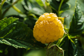 Golden Raspberry resting on lush Green Leaves, Fresh and naturally appealing for all