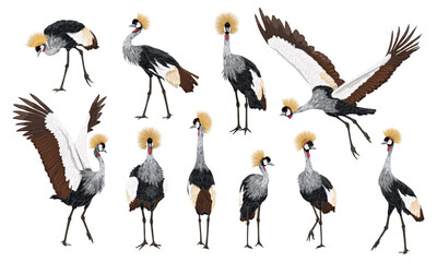 Set of Black crowned crane Balearica pavonina. Wild bird of Africa. Realistic vector animal