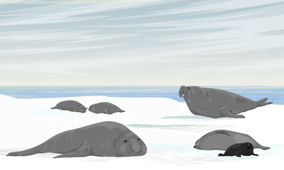 A colony of elephant seals with cubs resting on a snowy sea coast. Glaciers and permafrost of the Arctic. Realistic vector landscape