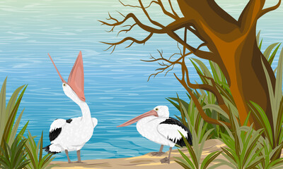 A pair of pelicans stand on a sandy beach under a large tropical tree. Wild birds of Australia, New Guinea and Indonesia. Vector realistic illustration