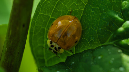 A vibrant ladybug on a leaf is captured in closeup, showcasing its intricate details