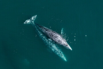 Gray whale mating in the deep blue Pacific Ocean. Top view of two whales in the ocean
