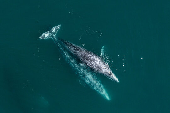 Gray whale mating in the deep blue Pacific Ocean. Top view of two whales in the ocean