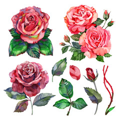 Watercolor red roses bouquet illustration. Hand draw rose flower