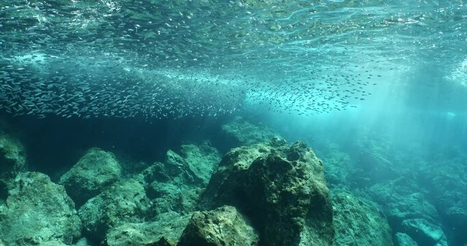 silversides  silverside fish school wavy sea protection ocean scenery behaviour backgrounds Atherina boyeri)