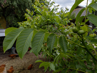Branch of wood with green leaves and nuts on it