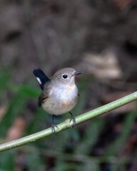 taiga flycatcher or Ficedula albicilla seen in Karimganj, Assam, India