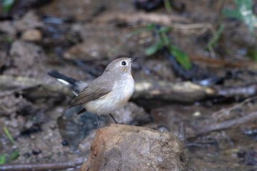 taiga flycatcher or Ficedula albicilla seen in Karimganj, Assam, India