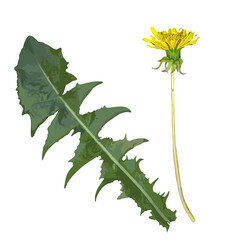 Dandelion Flower and Leaf Isolated on White Background