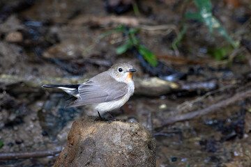 taiga flycatcher or Ficedula albicilla seen in Karimganj, Assam, India