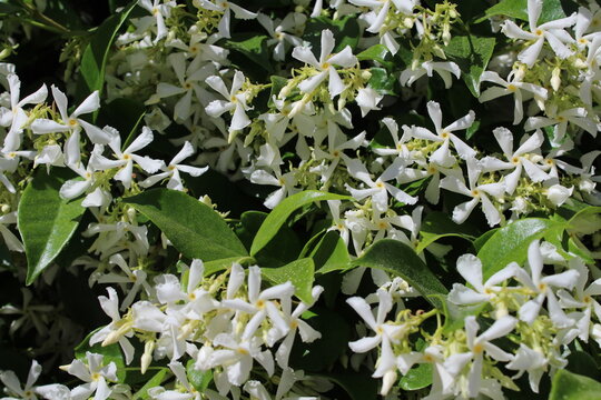 Trachelospermum asiaticum ( Asisn jasmine ) flowers. Apocynaceae evergreen vine shrub. Produces propeller-shaped fragrant white flowers in early summer. Beautiful floral background 