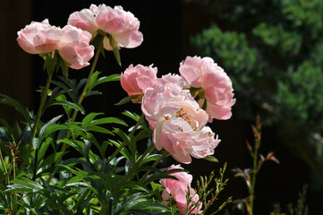 Peony flower. Closeup pink peonies flowers