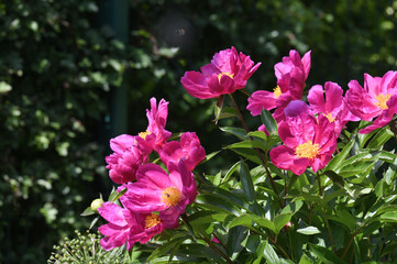 Fototapeta premium Peony flower. Closeup pink peonies flowers