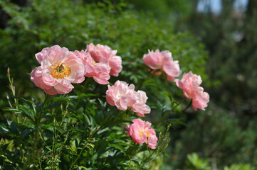 Peony flower. Closeup pink peonies flowers