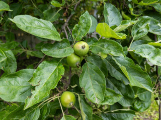 A bunch of green apples hanging from a tree branch