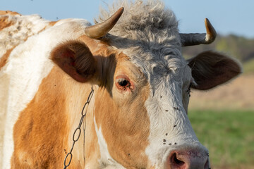 Close-up of a brown cow with curly hair on its head.The cow's expressive eyes and textured fur are highlighted in natural lighting.