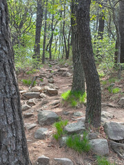 Rocky forest hiking trail with adventurous mood, winding through tall trees on Jangsan Mountain, Busan, South Korea