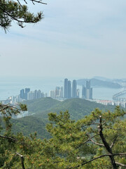 Fototapeta premium City skyline and ocean with calm mood, viewed through pine trees from Jangsan Mountain, Busan, South Korea