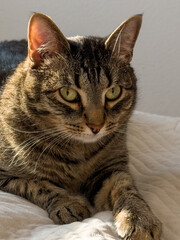 Close-up of tabby cat with focused mood resting quietly and observing surroundings against neutral...