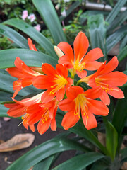 Clivia miniata in botanical style, vibrant orange and green colors, representing tropical bloom and...
