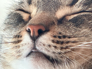 Close-up of tabby cat with content mood sleeping peacefully and resting against soft light...