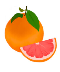 grapefruit illustrations