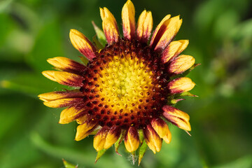 A Beautiful and Vibrant Wildflower Blooming in the Great Outdoors of Nature, Capturing Its Essence