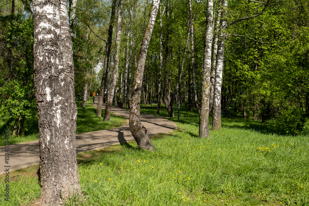 Poster walking path through a lush green forest with tall trees and vibrant foliage during daytime in sprin
