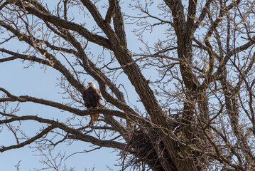 Female Bald Eagle Perched On A Branch Guarding Her Nest In De Pere, Wisconsin