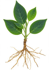 Fototapeta premium Plant with green leaves and roots isolated