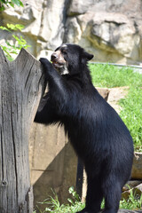 Obraz premium Andean Bear with Paws on a Tree Stump