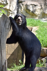 Wild Andean Bear Pulling up on a Tree Stump
