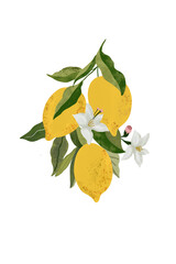 SICILIAN LEMON TREE