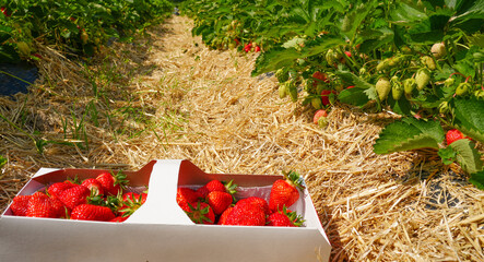 Freshly harvested strawberries in a white box placed on straw-covered ground amidst lush green strawberry plants in a vibrant agricultural field showcasing seasonal bounty