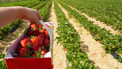 Hand holding a box of freshly picked strawberries in a lush field, showcasing vibrant red fruit against green foliage, emphasizing agricultural harvest and seasonal bounty
