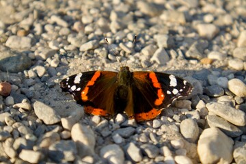 A Red Admiral butterfly (Vanessa atalanta) rests on a gravel road, wings open, blending into the rough texture of small stones in natural sunlight