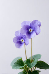 Obraz premium closeup of blooming violets isolated on clean light background