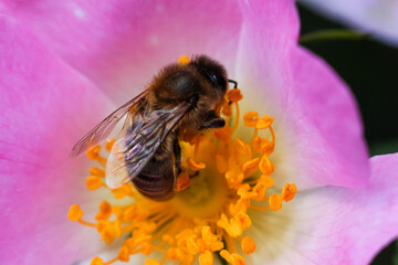Macro shot of a bee collecting nectar inside a vibrant flower. Close-up highlights fine details of...